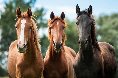 'horse and horse' Search .